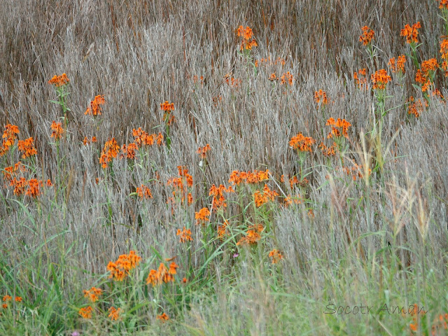 Tephroseris flammea