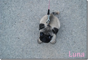 Luna_4