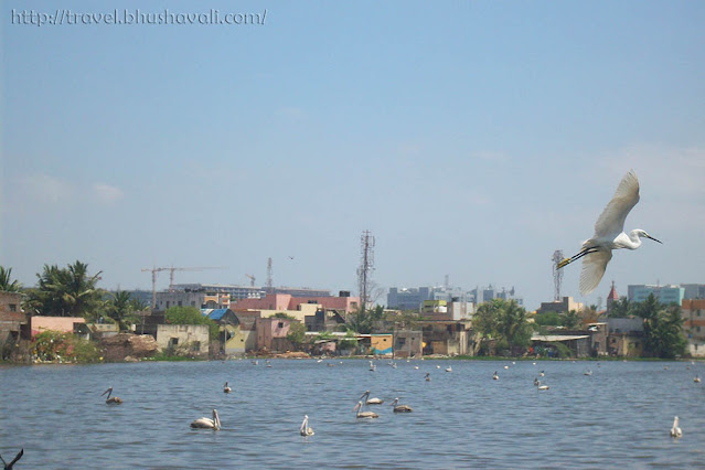 Little Egrets Perungudi Lake Birding in Chennai