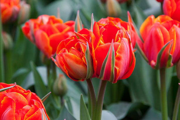 types of flowers most popular Red Tulip Flower | 615 x 410
