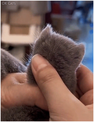 Did you know there is a tiny cute cat hidden in each paw of your cat?