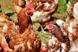 Jenis Penyakit Ayam Joper Yang Sering Menyerah Dan Perlu Diamati