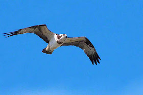 Osprey bird in flight at Kin Dam, Okinawa