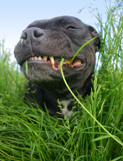 perro comiendo pasto