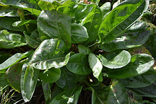 Non-flowering garden sorrel