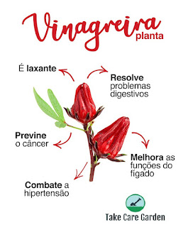 Vinagreira (Hibiscus sabdariffa) - A Natural Remedy for Hypertension
