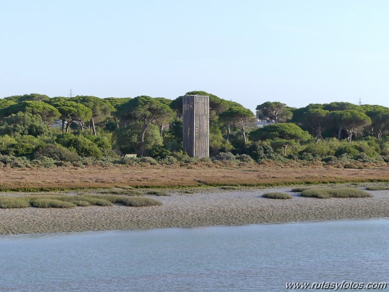 Marisma de los Toruños y Pinar de la Algaida