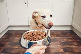 porque mi perro no quiere comer croquetas