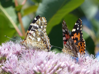 Belle dame - Vanesse des chardons - Cynthia cardui - Vanessa cardui