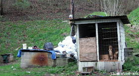 west virginia, dogs in shack, tied up