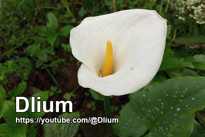 Dlium Spotted calla lily (Zantedeschia albomaculata)