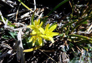 flora de Sierra Nevada