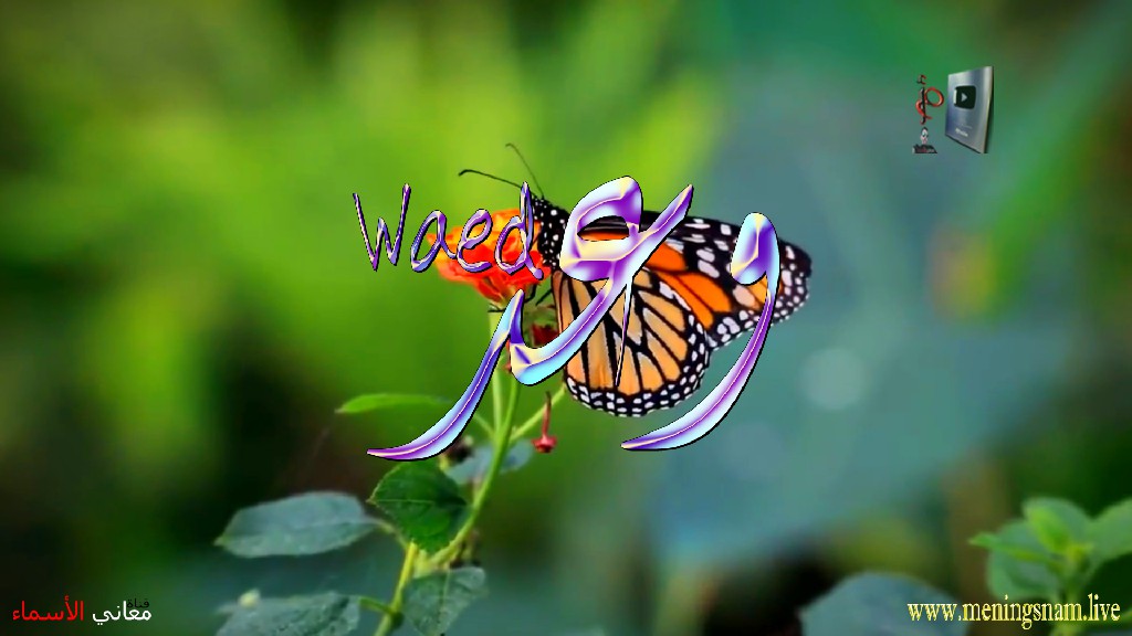 معنى اسم وعد, وصفات, حاملة, هذا الاسم, Waed,