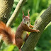 Squirrels Climbing on Trees