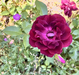 A photo of a deep pink rose