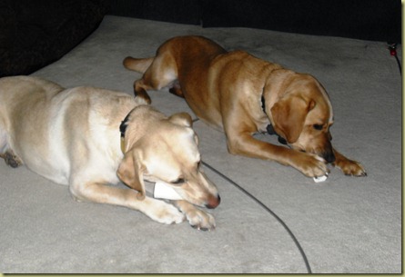 Reyna and Wendy laying next to each other chewing on Reyna's new toys.