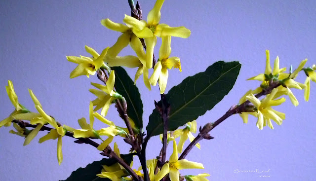 Forsythia flower is pure joy