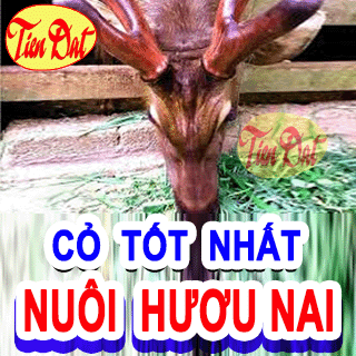 Top 5 giống cỏ nuôi hươu nai năng xuất tốt nhất hiện nay nên trồng tại nhà