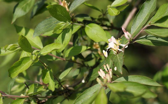 Amur Honeysuckle Flowers Pictures