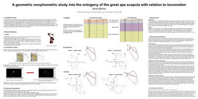 Ape scapula poster without boxes