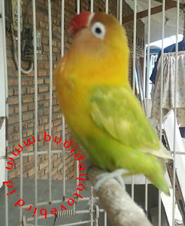 Cara Membuat Mental Lovebird Menjadi Fighter