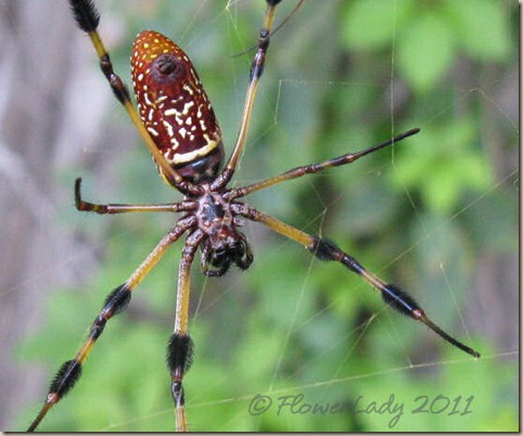 07-17-spider5