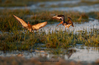 Wildlifefotografie Uferschnepfe Ochsenmoor Olaf Kerber