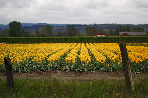 Woodland Tulip Festival