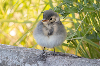 Pied Wagtail DFBridgeman