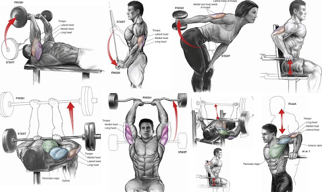 Tricep Anatomy