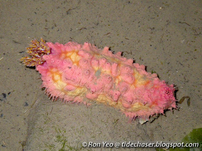 warty sea cucumber (Cercodemas anceps)