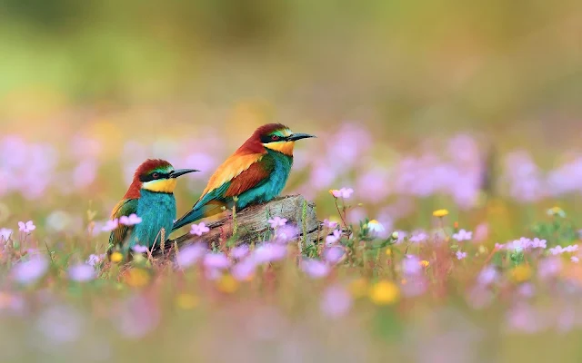 Pássaros no Campo de Flores