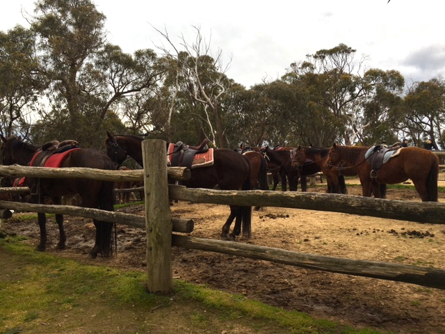 Uncle Nev's Trail Rides