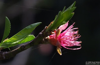 Pink Peach Flower