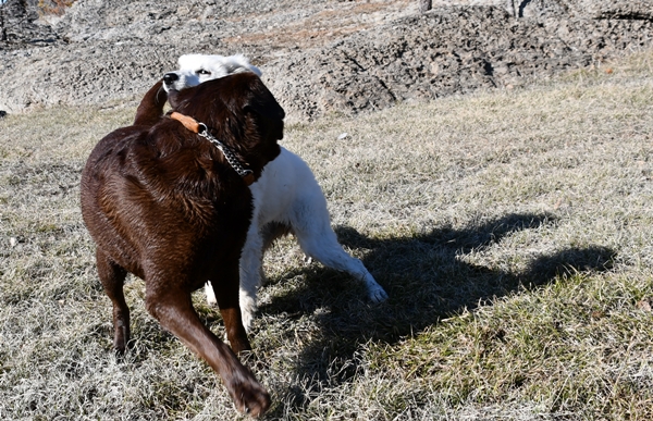 hvit gjeterhund labrador tyrifjorden rytterager lemostangen