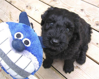 Black Russian Terrier Puppy Picture