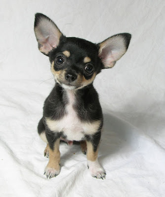 Chihuahua Puppy Picture