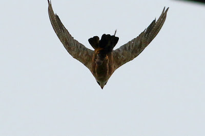 "Peregrine Falcon (Shaheen), Tahing off from the tower."