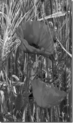 Exercise 3.07 02 grayscale