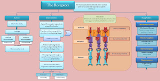 diagram-receptor