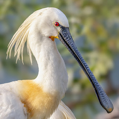 Eurarian-Spoonbill