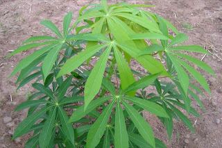 Manfaat Singkong dan Daun Singkong