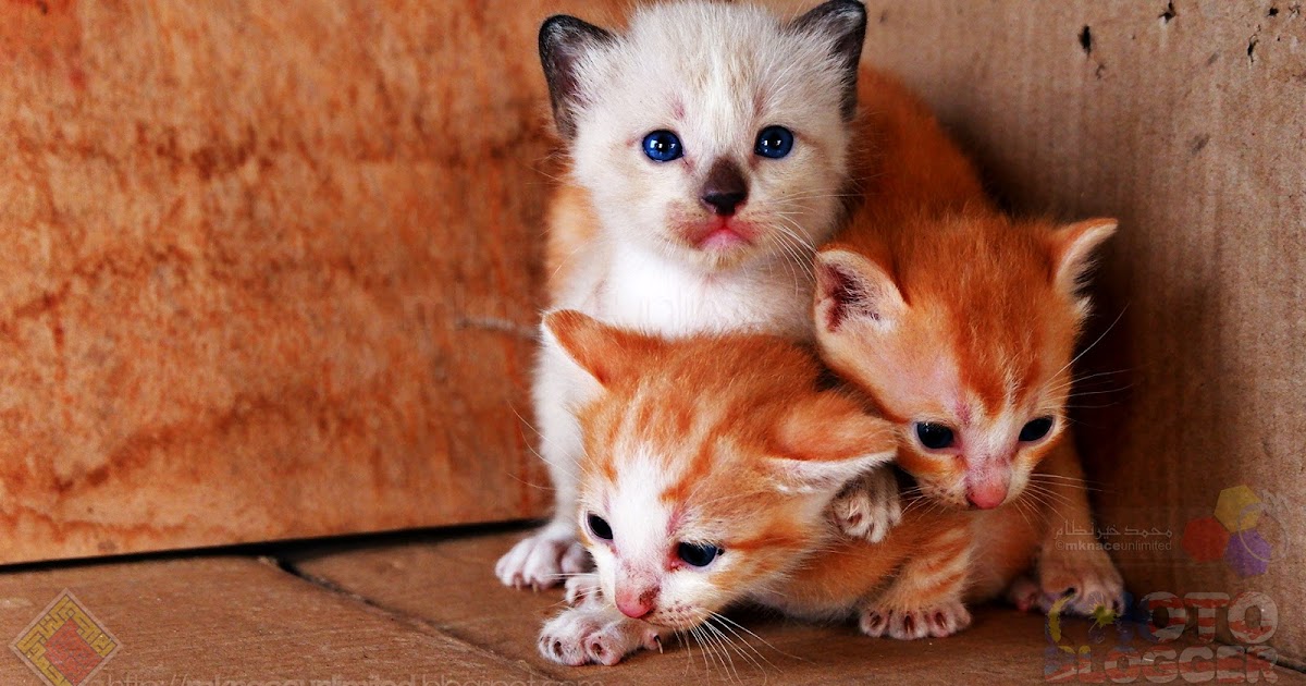 The three kitten - Mika, Miki dan Miko