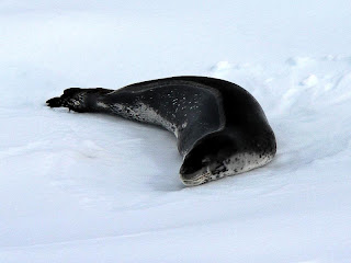 Antarctic Seals Species
