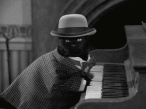 gato pianista blogdeimagenes (4)