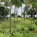 View album