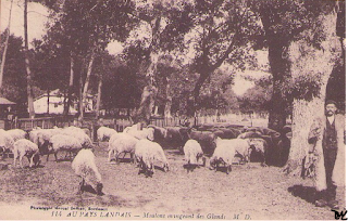 landes autrefois moutons glands