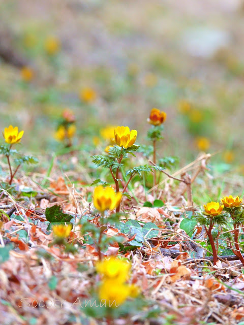 Adonis multiflola