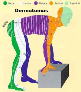 dermatomas