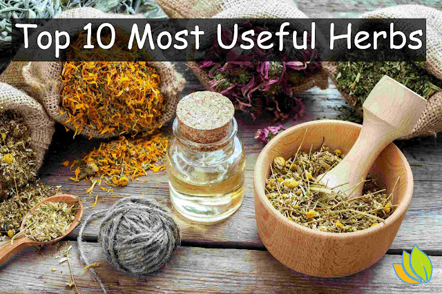 Top 10 Most Useful Herbs